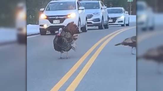 Turkey crossing: ‘Adult’ Turkey stops traffic, so flock can cross safely