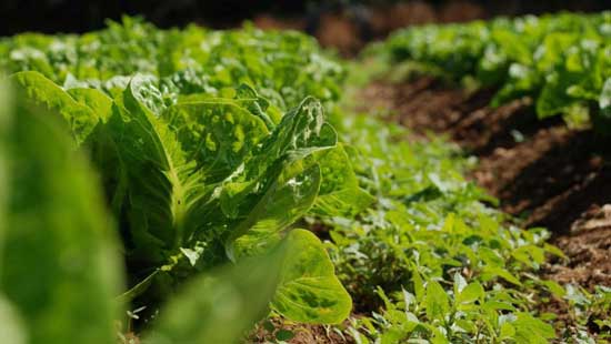 Climate Smart Agriculture is the smart way to feed ourselves - image credit -eastafrican-agrinews