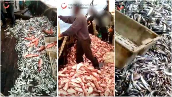 Exposed: Chinese-owned fishing vessel registered in Ghana filmed throwing away huge amounts of fish